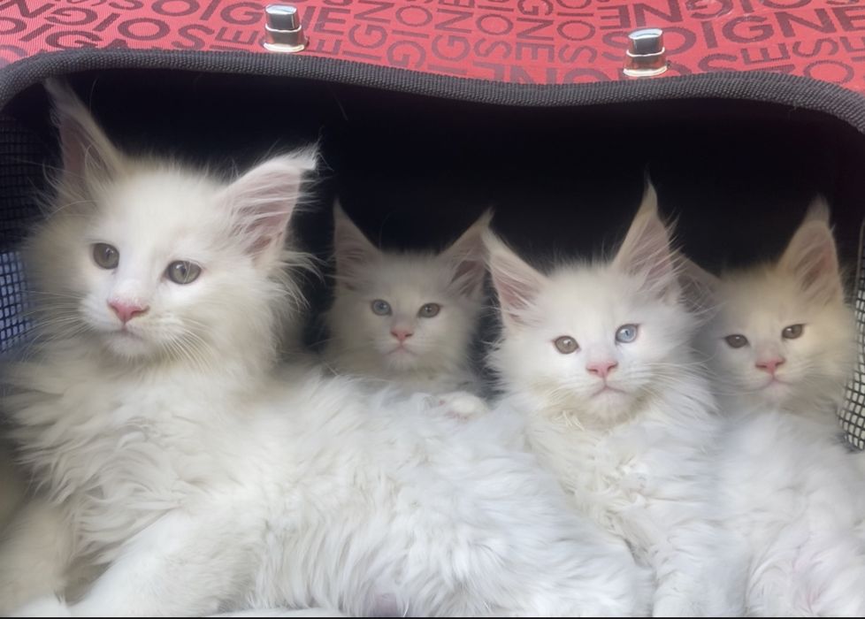 Мейн кун бедоснежные котята