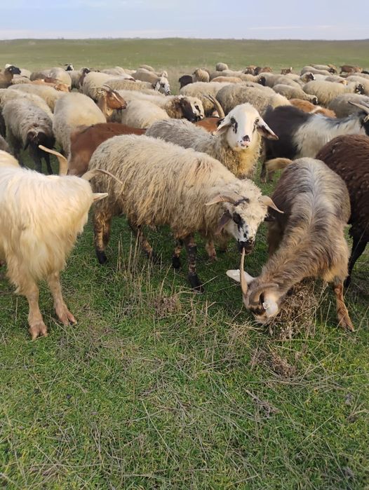 Vand miei  mai multe detalii la telefon