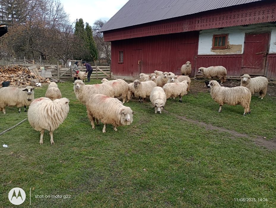 Șapte oi de vânzare
