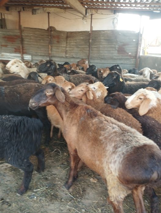 Бараны Бараны баран