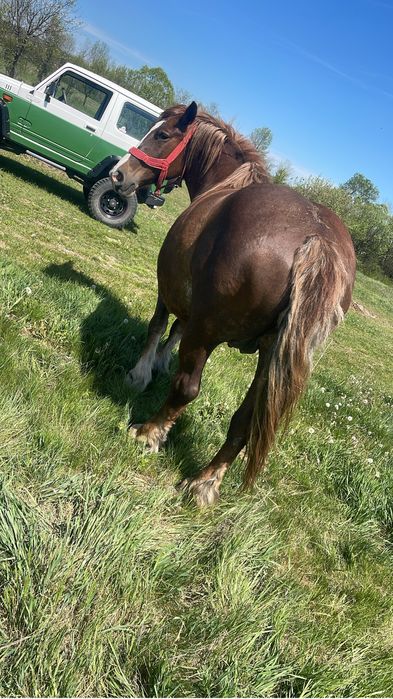 Vand iapa de 7 ani gestanta in 10 luni si o manza de 1 an