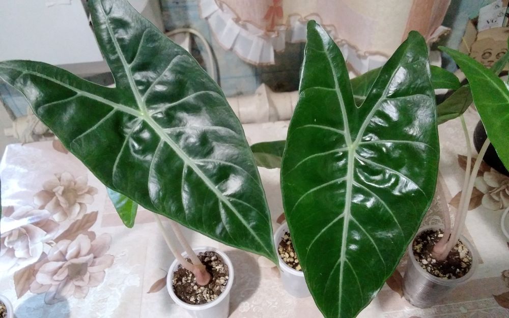 Продам  алоказию