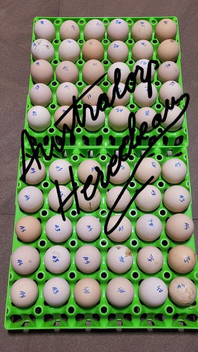 Oua pentru incubat Australorp Negru si Albastru