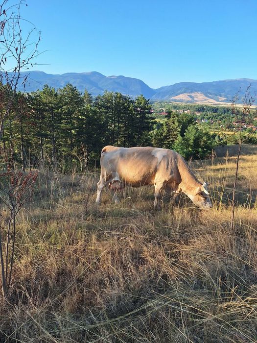 Vaca cu vitea de vanzare