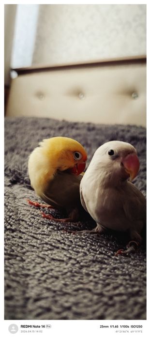 Ruchnoy popugay nerazluchka