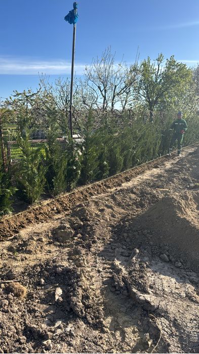 Leylandi frumosi la ghiveci