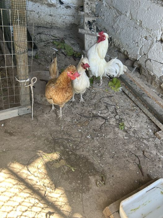 Продам карликовых кур