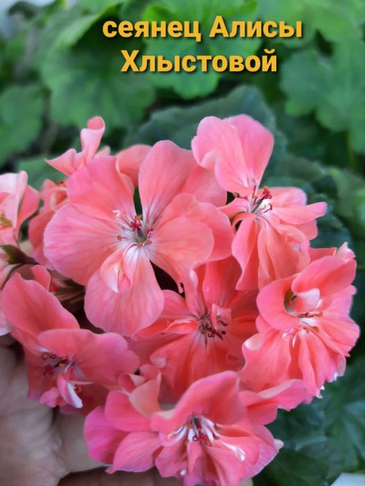 Продам сортовые герани