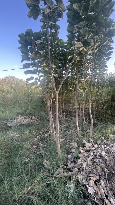 Lola kAshtan pavloniya qayragoch klyon yasen