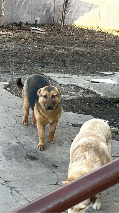 щенок смесь овчарки