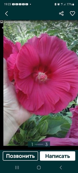 Продам гибискус травянистый