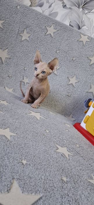 Котята канадского сфинкса