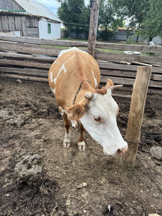 Продам корову ! Сиыр сатам