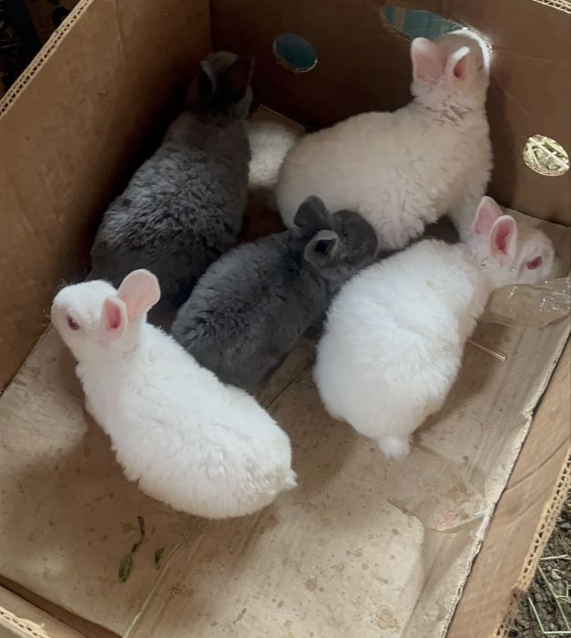 Disponibili iepurași Rex pitic alb și albastru !