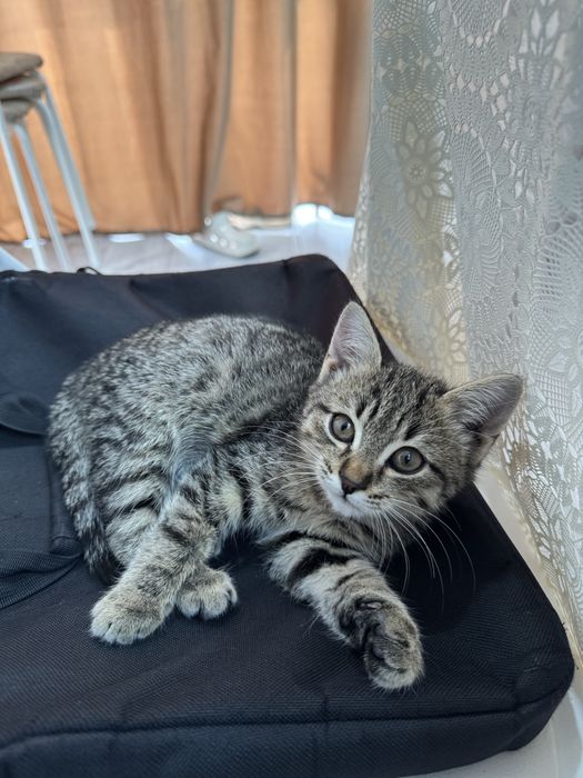 Пристраиваю котенка