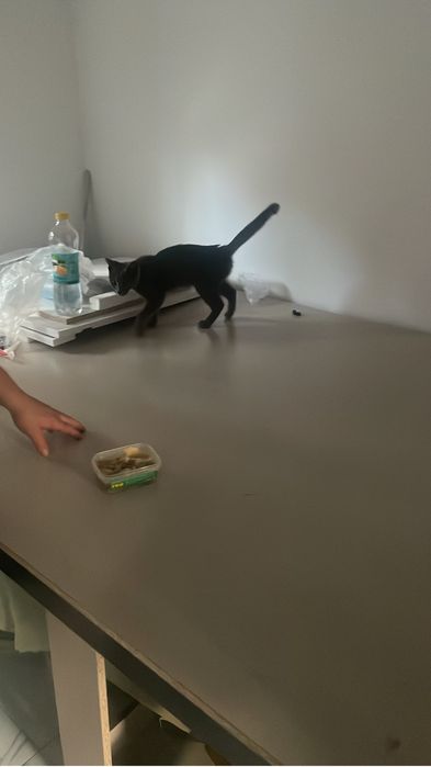 Котенок девочка отдам в добрые руки
