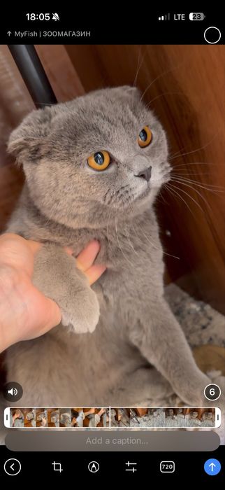 Vyazkaga mushuk, SCOTTISH FOLD