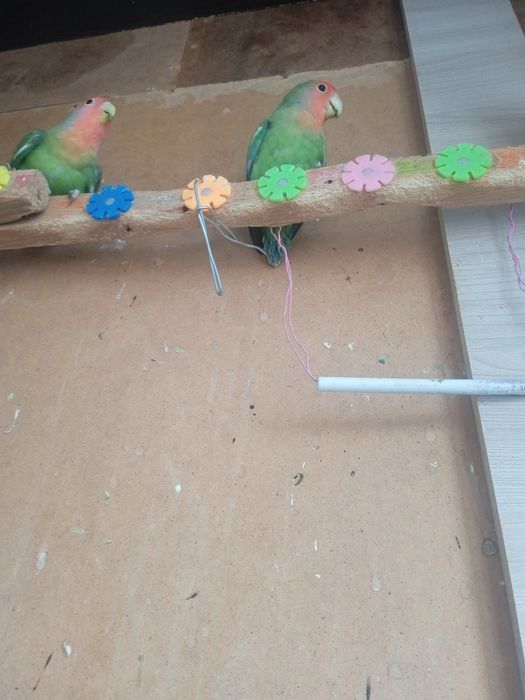 Попугай неразлучники