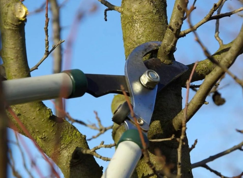 Обрезка деревьев профессионально