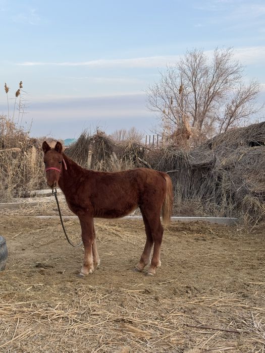Тай сатылады.
