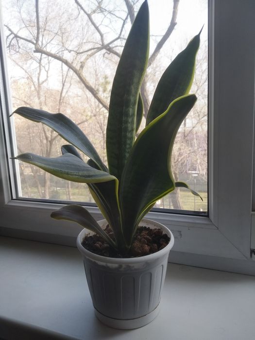 Ухоженные цветы все по 2000тг