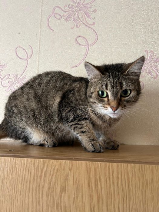 Ищем дом для котиков и кошечек