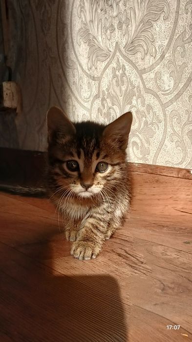 Отдаём охотницу .
