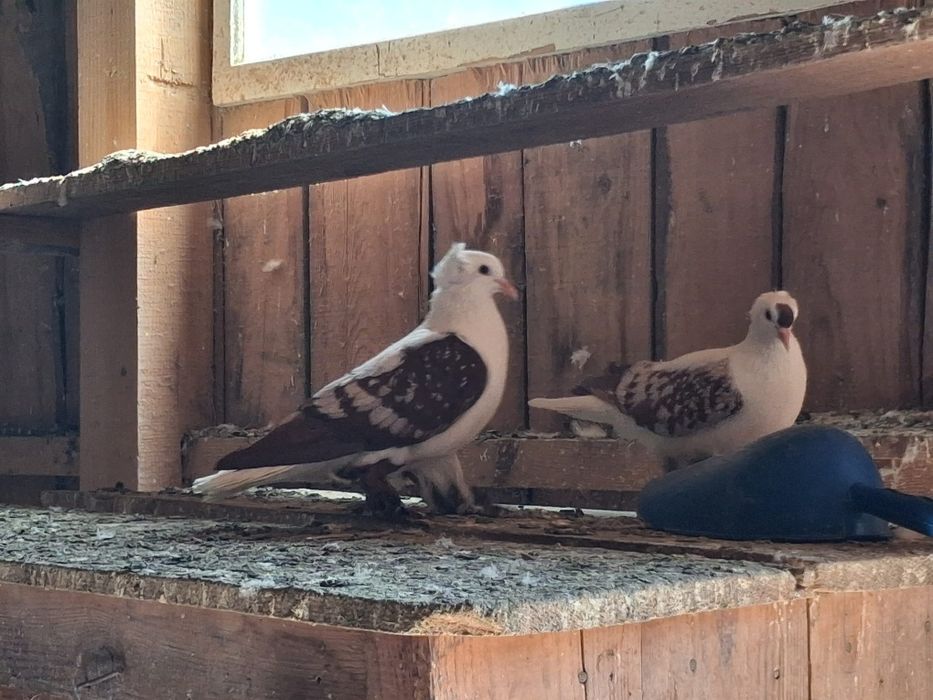 Rîndunele  și gușați de pomerania