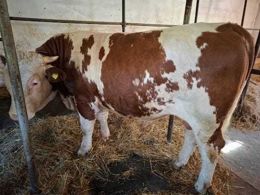 Vand Taur 600 Kg