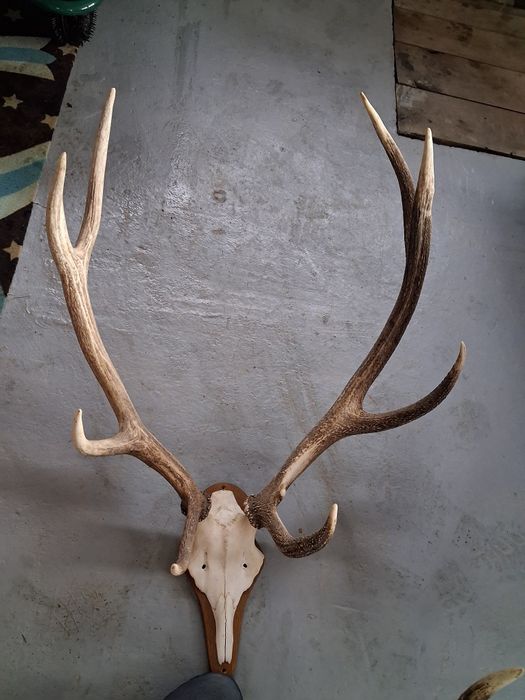 Trofeu cerb  90 cm