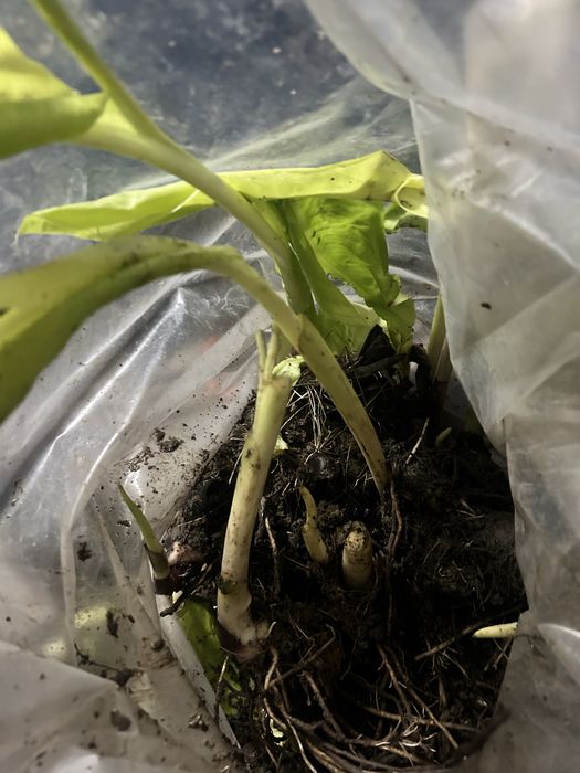 5 Bulbi Canna Indica , rosu