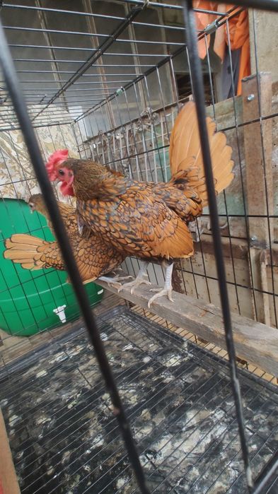 Vând familie sebrig