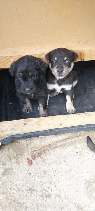 Отдам щенят в добрые руки