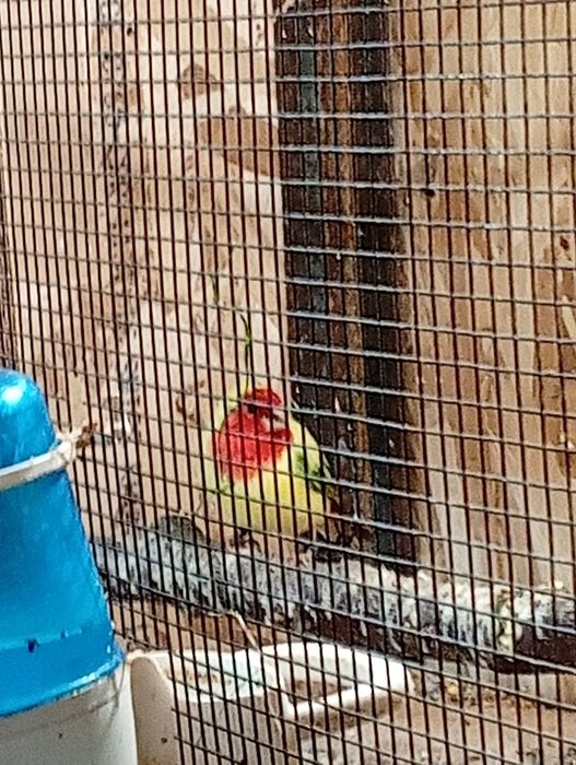 Păsări disponibile București