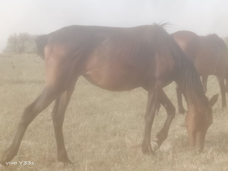 Байтал сатылады, денесі ірі, жуас