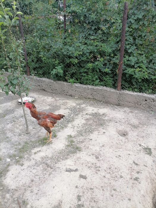 Продам дакана по