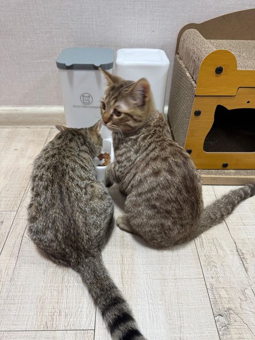 Продам 2 котят 4 месяца