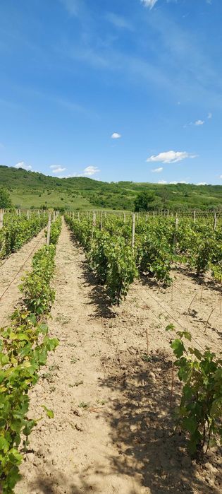 VIE - Viță de Vie nobilă