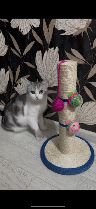 Продам когтеточку