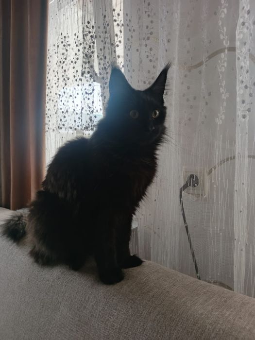Продам кошка мейн кун