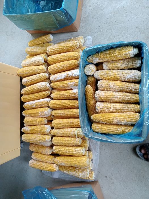 Музлатилган жухори