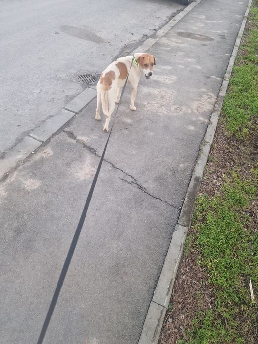 Donez caine femela si mascul