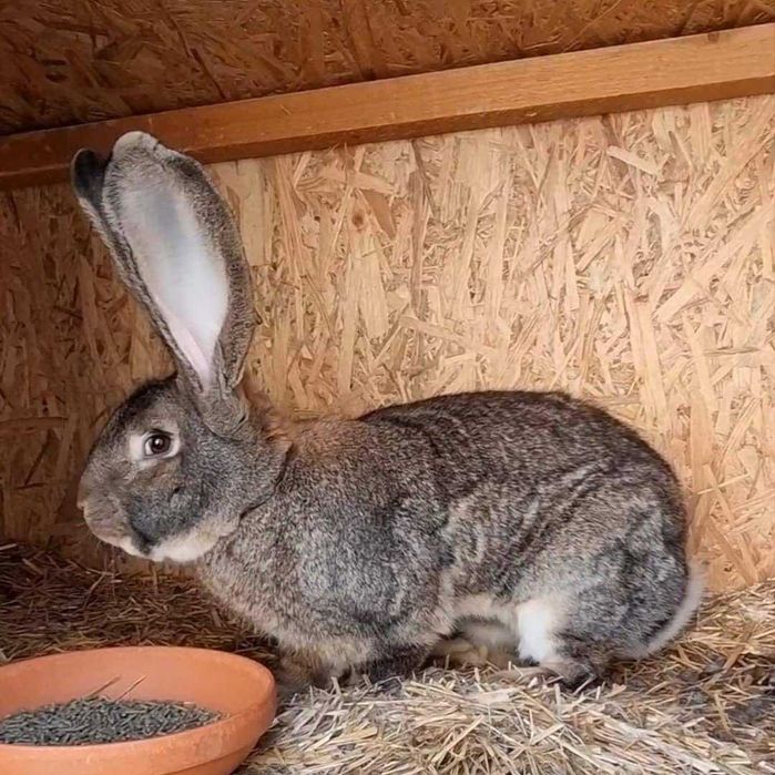 Urias german , femela