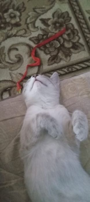 Кошка в добрые руки
