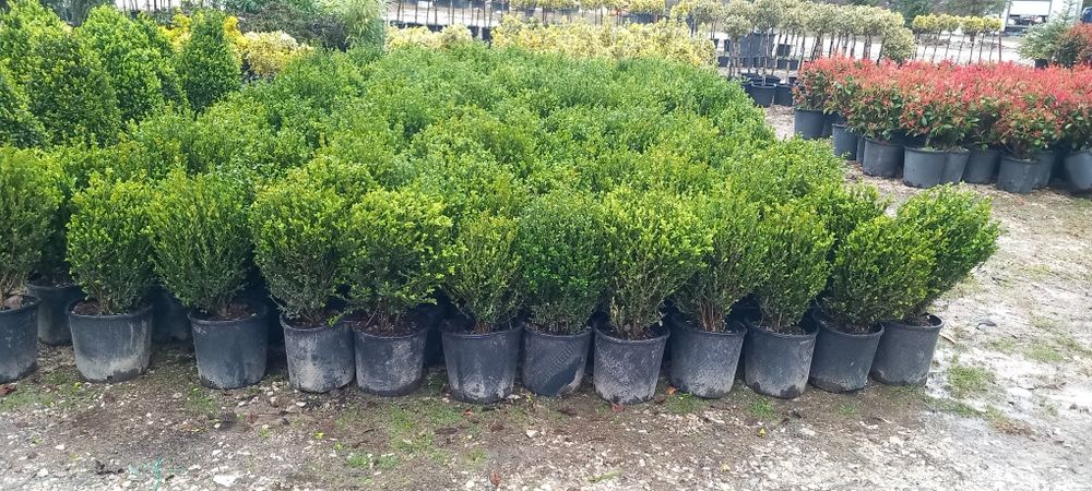 Vând plante ornamentale