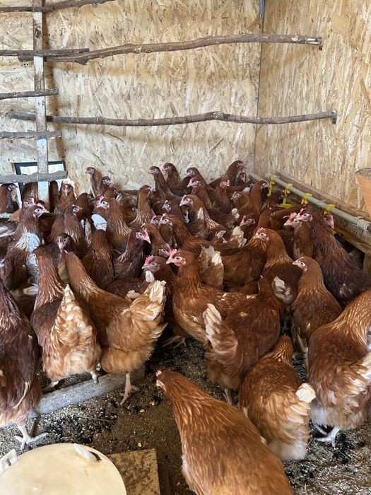 Несушки Ломан Браун мододки 5 месяцев