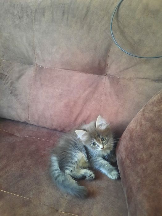 кошечка, а добрые руки