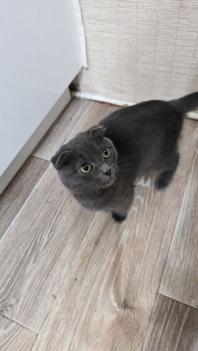 Отдам кошечку 4 мес