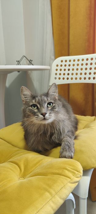 Кошечка в добрые руки