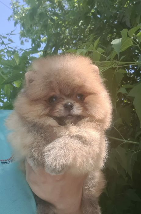 Продам щенков шпица, рассрочка каспи